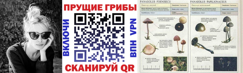 Галлюциногенные грибы Psilocybine cubensis  Ивангород 